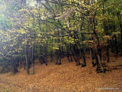 Fall foliage in Gremia Park