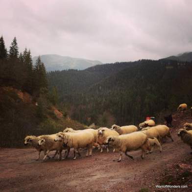 Watch out for sheep on the trails in Rugova