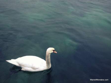 Swan in Lake Geneva
